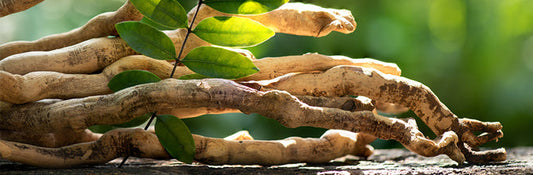 Tongkat Ali: Nature’s Testosterone Booster